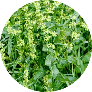 Rumex Crispus (yellow dock) — ingredient in Vigor Fix
